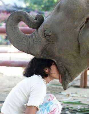 Elephant Kiss